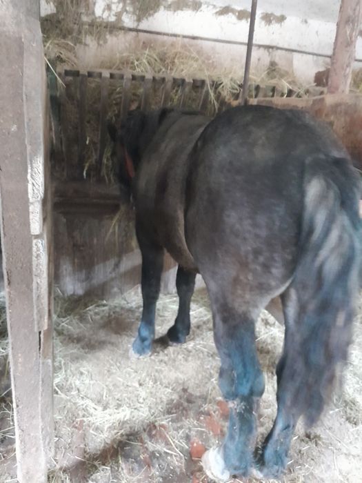 Sprzedam  źrebaka na wagę