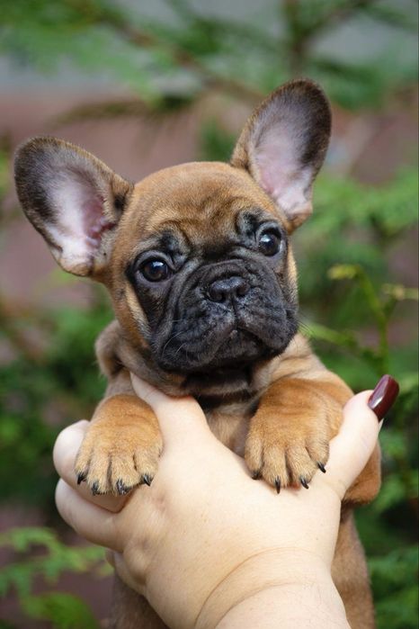 Гарна малеча з документами КСУ, дівчинка