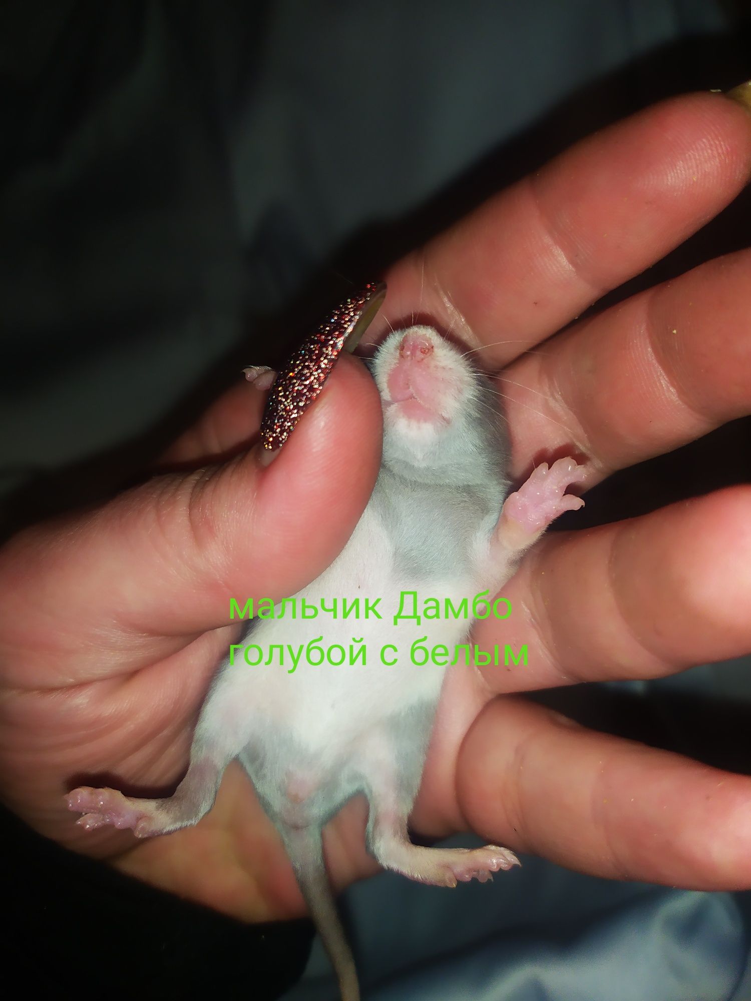 Дамбо породистые Крысынята, щур крысиня