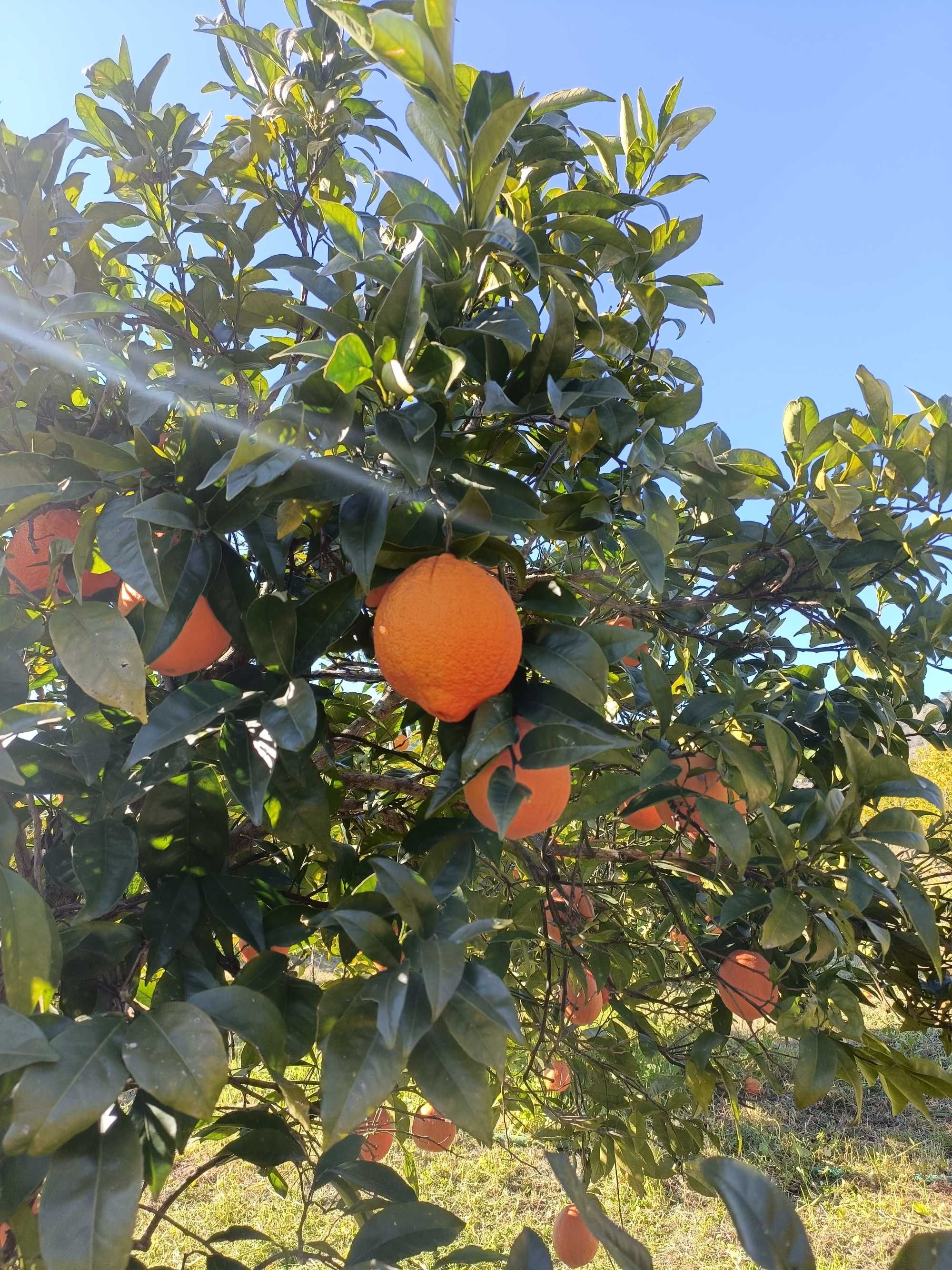 Laranjas biológicas