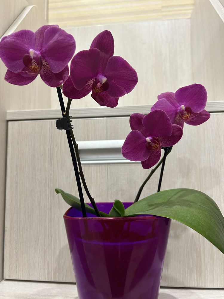 Орхідея phalaenopsis