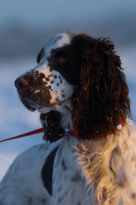 Springer Spaniel Angielski (ZKwP, FCI)
