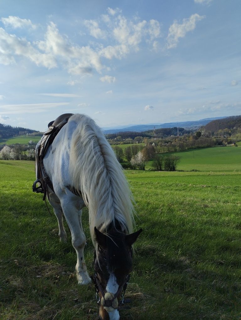 Piękny koń o imieniu Wicher