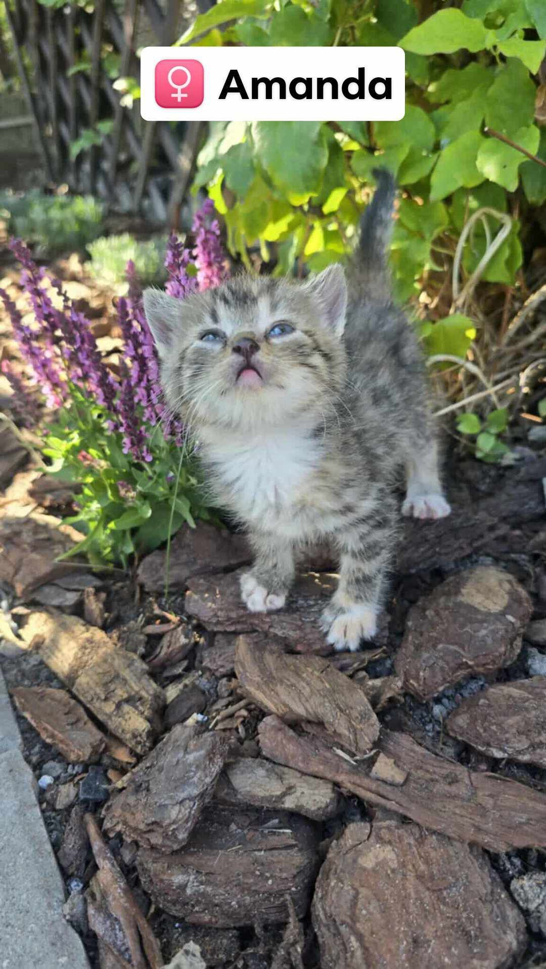 Kot koty kocur , kotki do adopcji