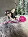 Chihuahua, Mini dziewczynka