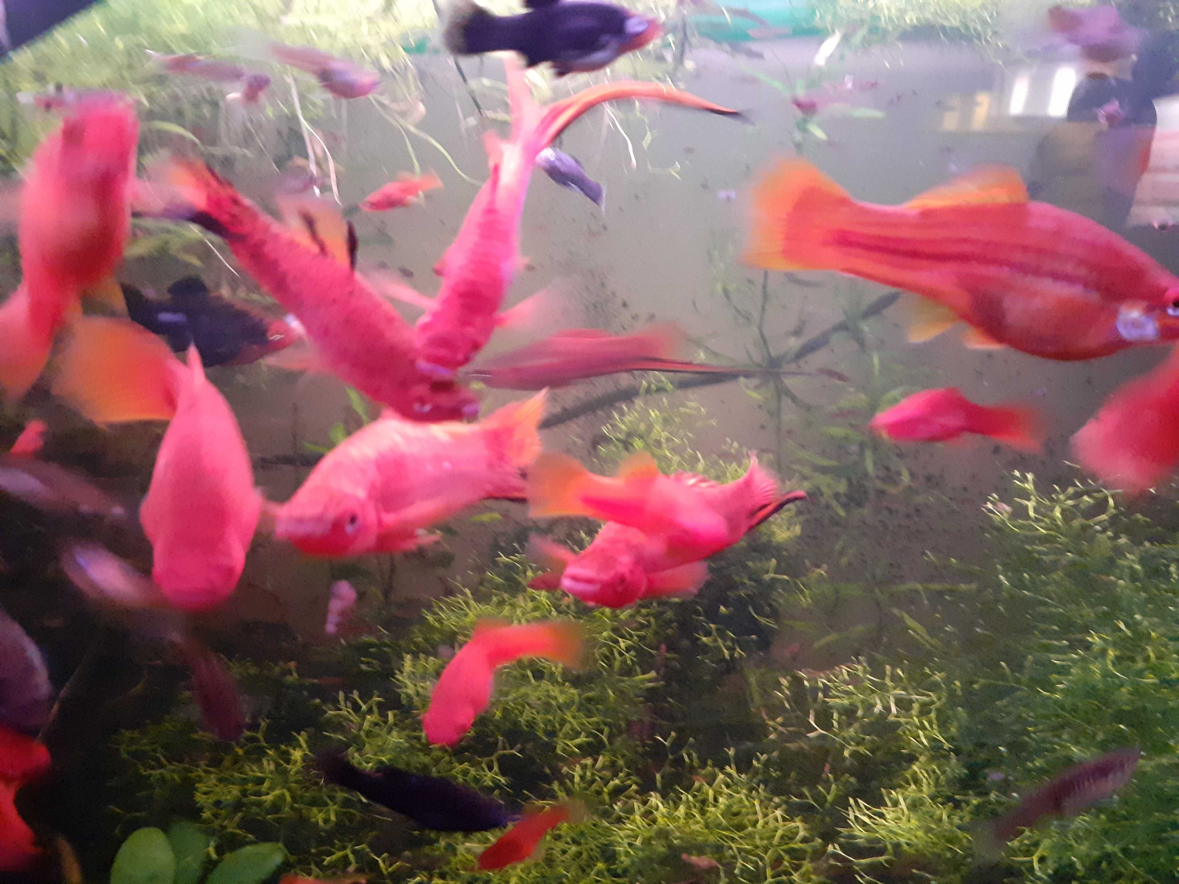 Espadas peixes tropicais