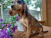 Cocker spaniel angielski sunia