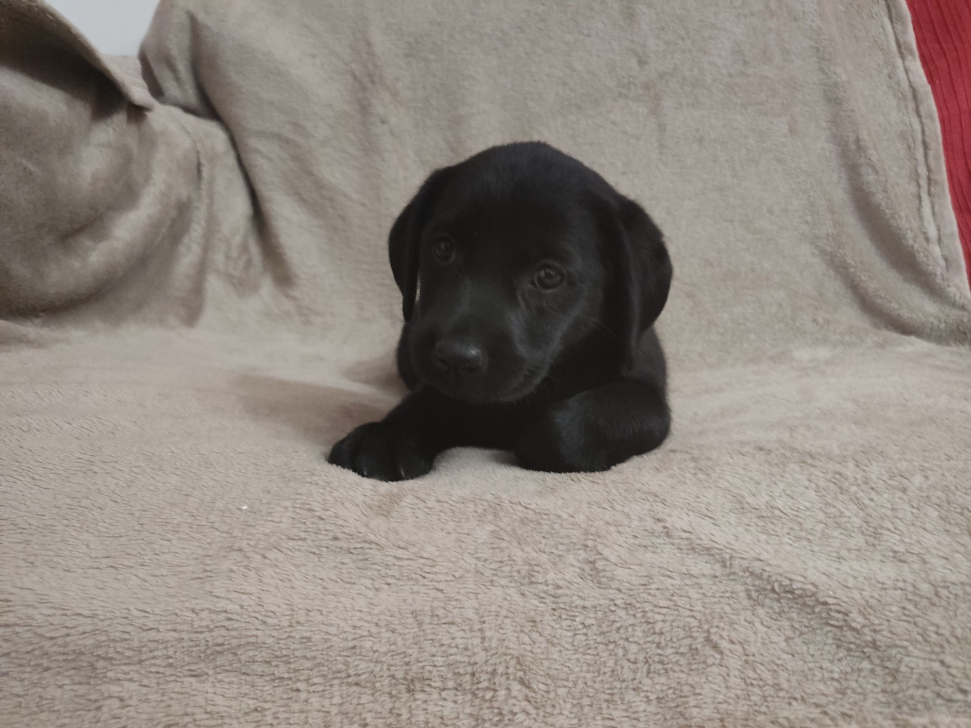 Labrador Preto Fêmea c/ 2 mesinhos