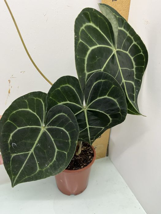 Антуріум Queen of heart  Luxurians Clarinervium Warocqueanum