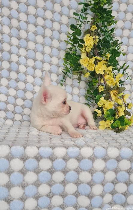 Excecional mini menino Chihuahua/chihuahua de Qualidade