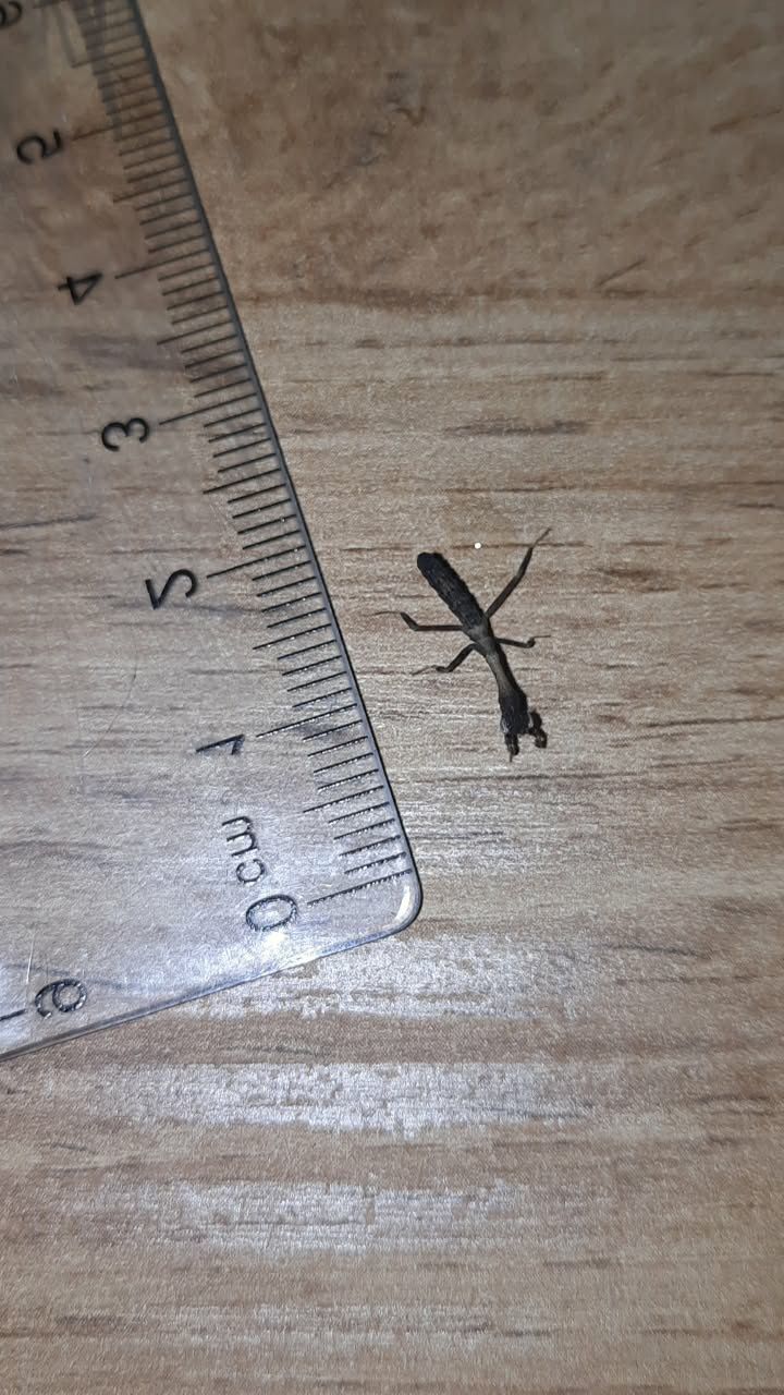 Modliszka Popa spurca crassa L2