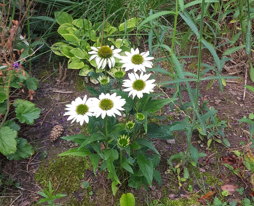 Sadzonki Jeżówki  Biała  /\ Różowa