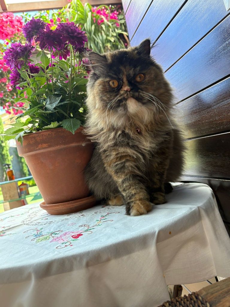 Persa tartaruga top para agosto