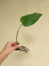 Planta Monstera Albo variegata