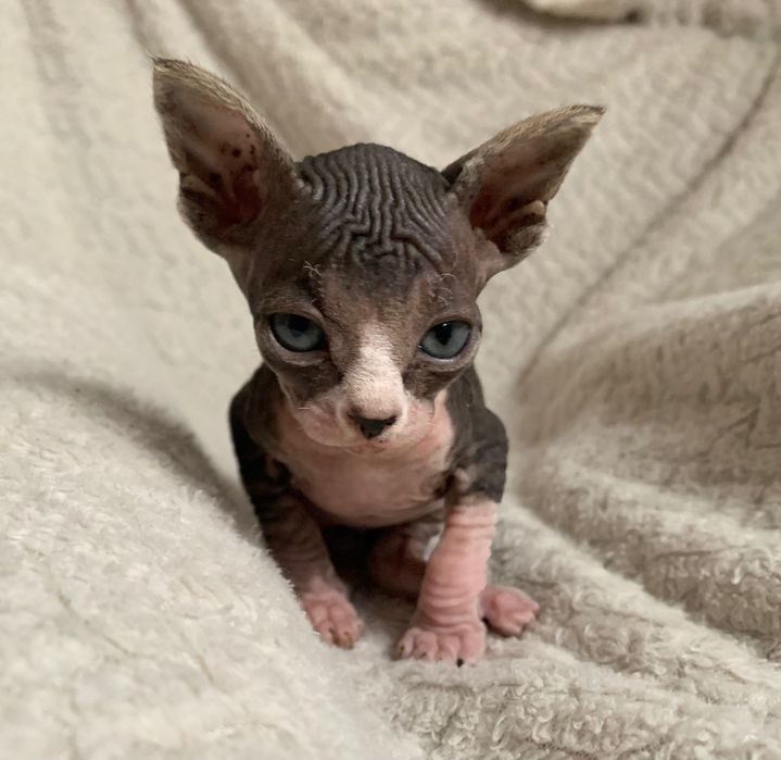 Канадський Сфінкс, хлопчик