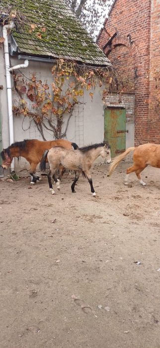 Sprzedam kuce walijskie- redukcja stada