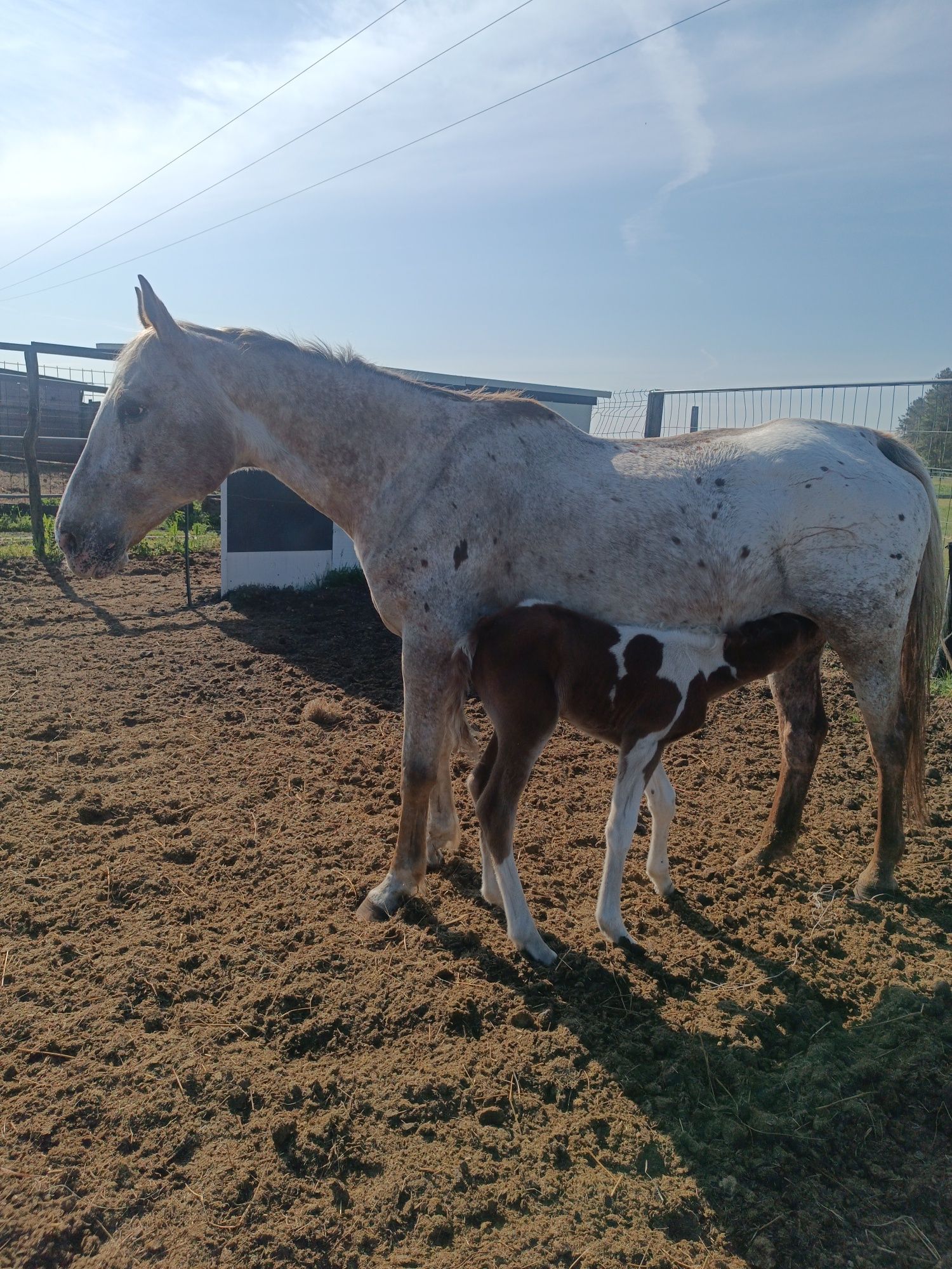 Ginny QT klaczka 1/2 aph American Paint Horse