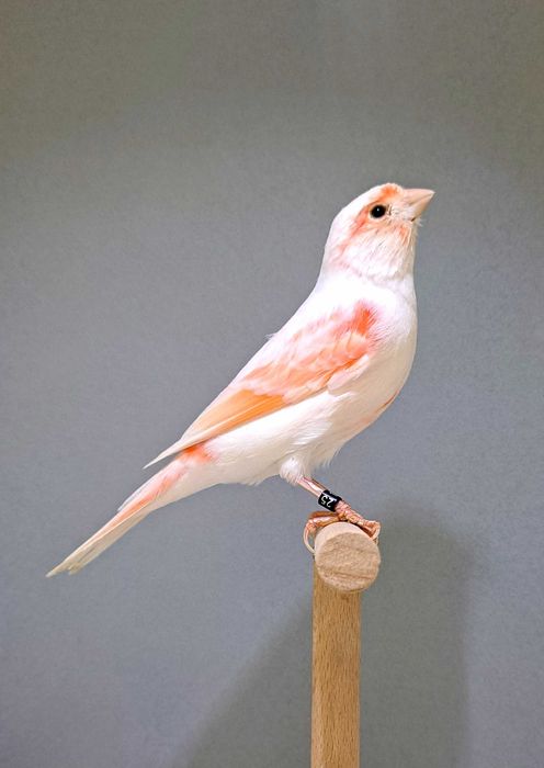 kanarek mozaika czerwona samica