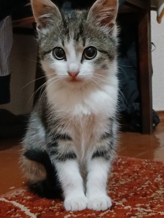 Девочка, 6 месяцев