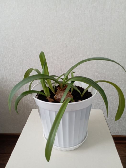 Цветок Амариллис