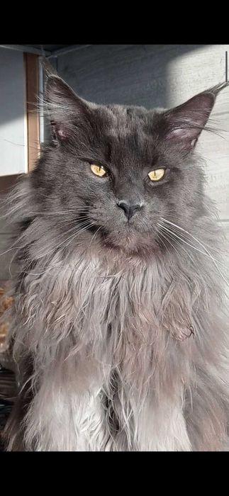 В'язка котів Мейн-кун. З 
 документами та без документiв.