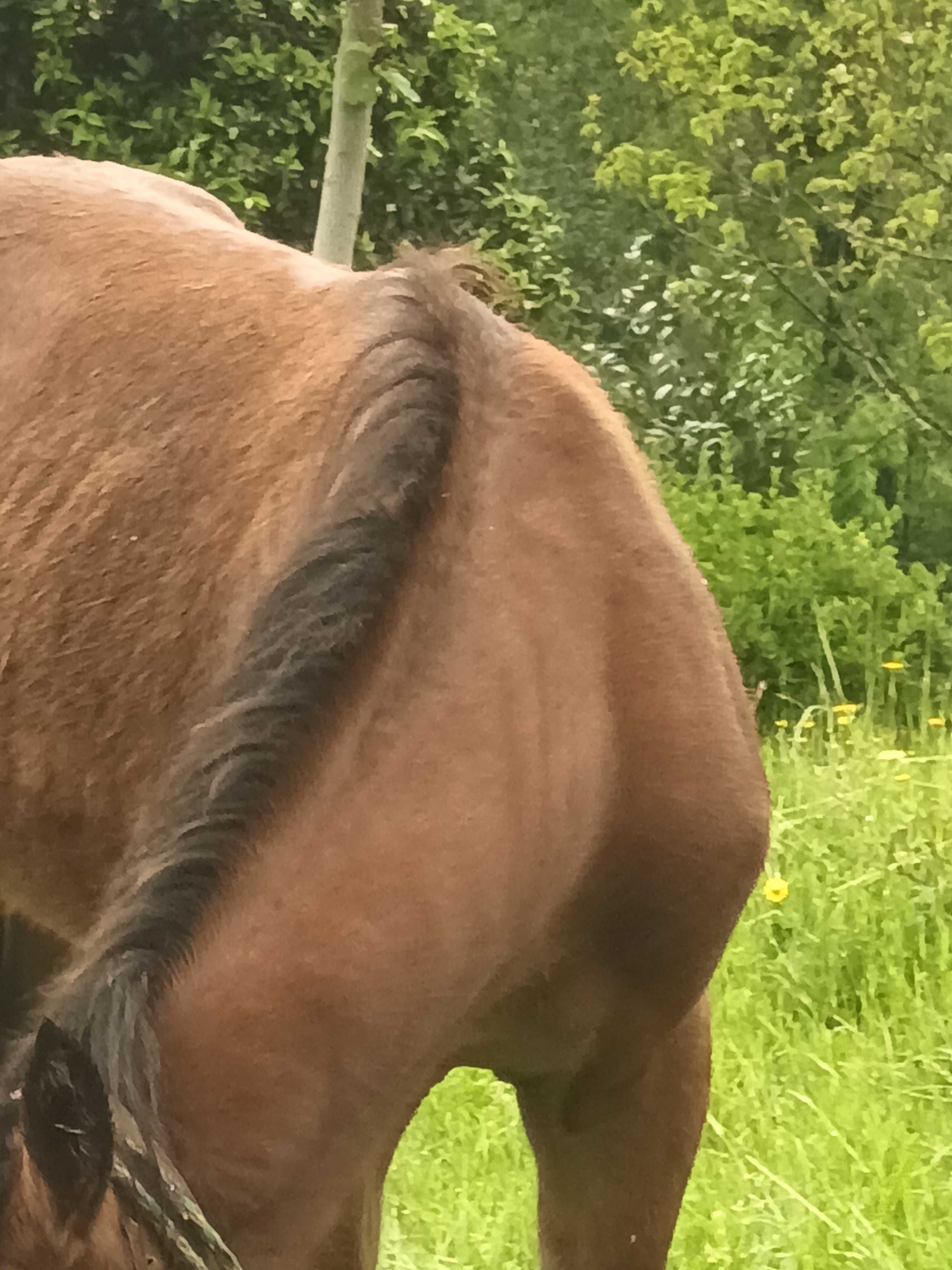 Vebdo garrrano 1 ano macho enteiro