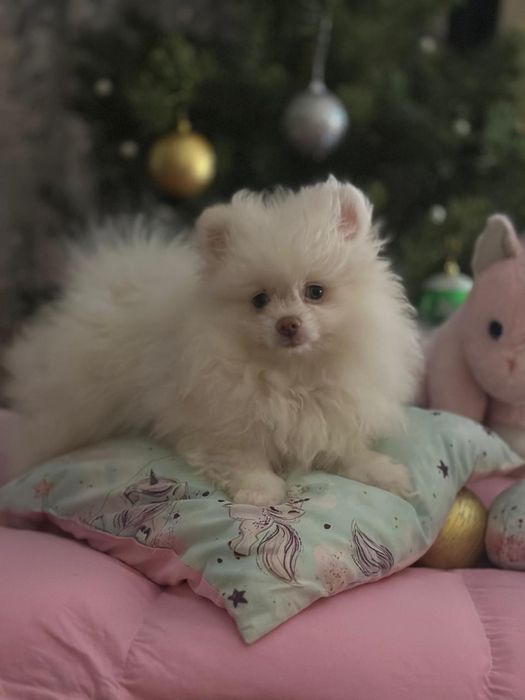 Хлопчик померанського шпіца