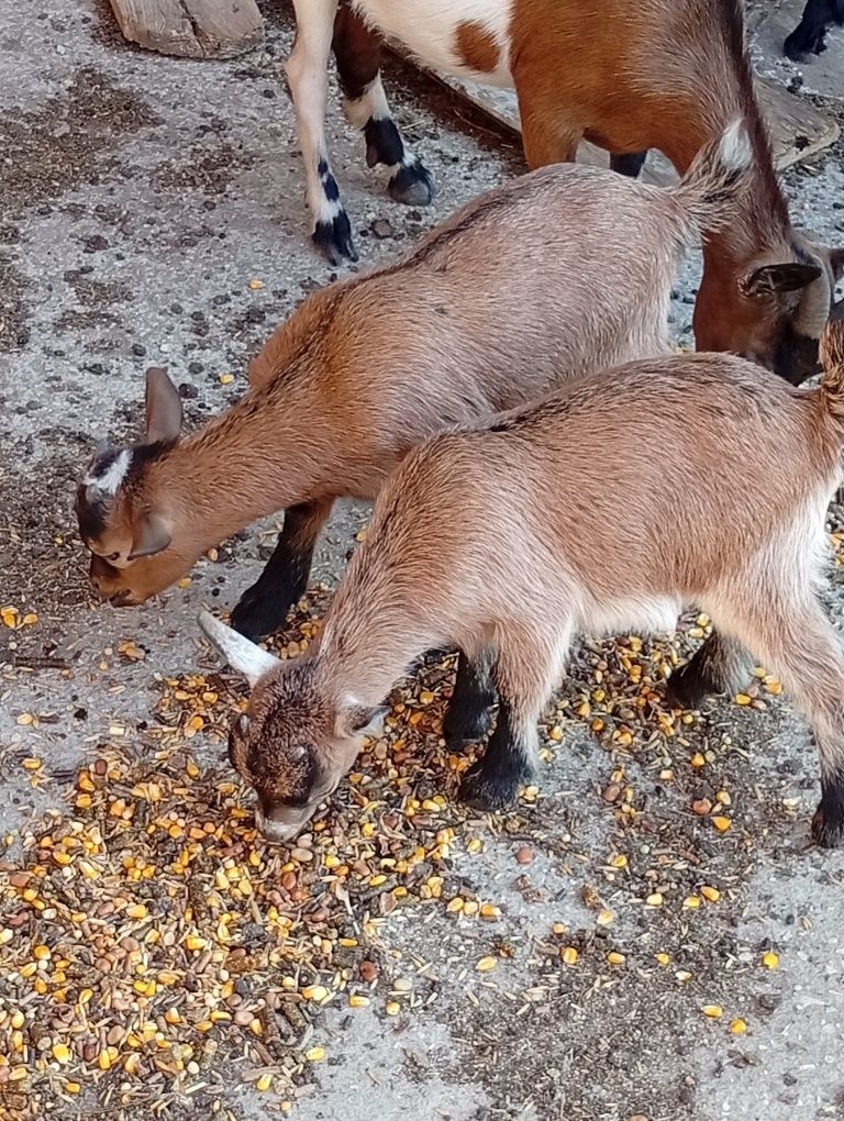 Cabrito macho anão