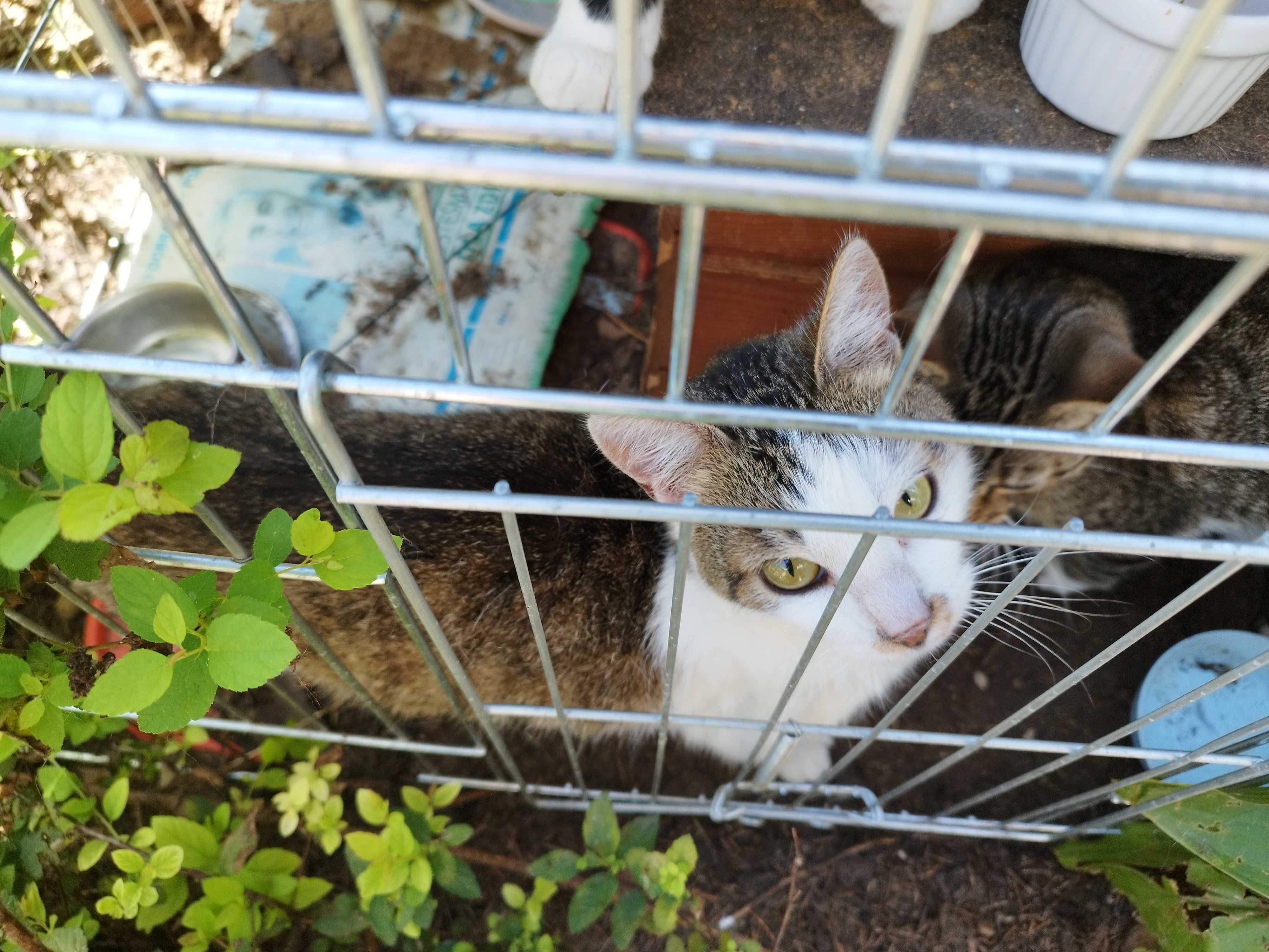 Koty polecają się do adopcji