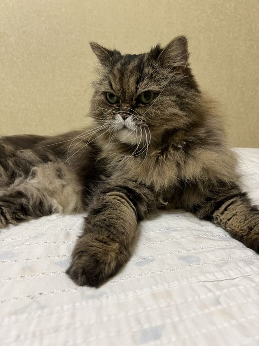 Перетримка котів