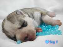 Szczeniak Siberian Husky FCI ZKwP