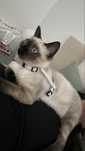Gato com 3 meses para adoção reaponsável