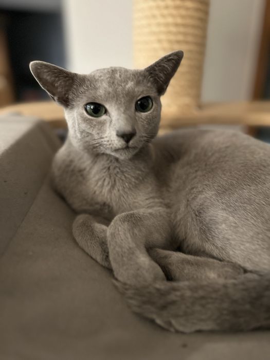 kocurek rosyjski niebieski , ur. 15 XI 2024, FIFE