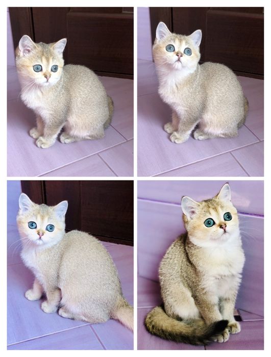 Мальчик. Золотой шотландский. Купить в Киеве в Украине.