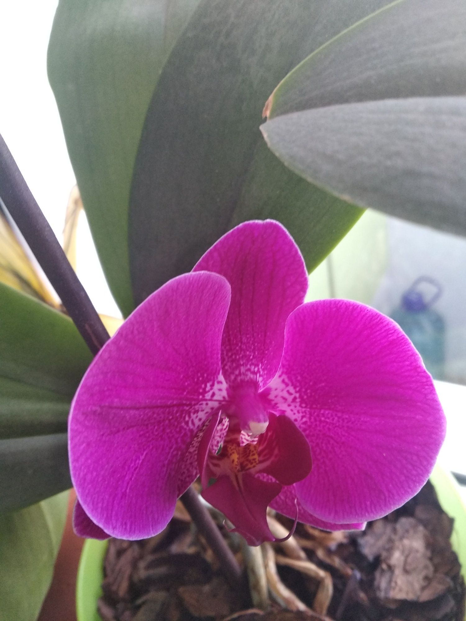 Орхидеи красотки
