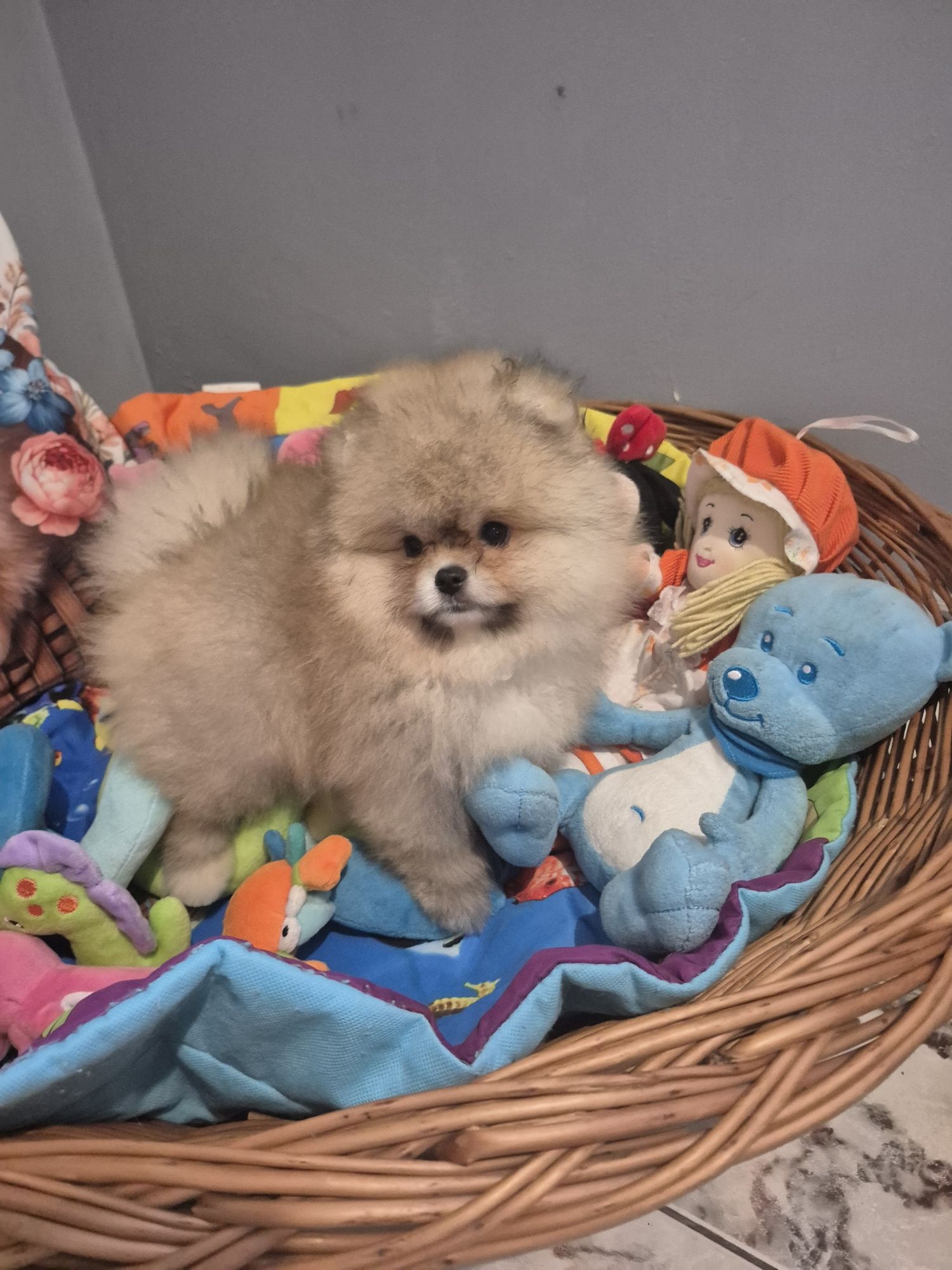 Pomeranian z rodowodem. Gotowy do odbiory