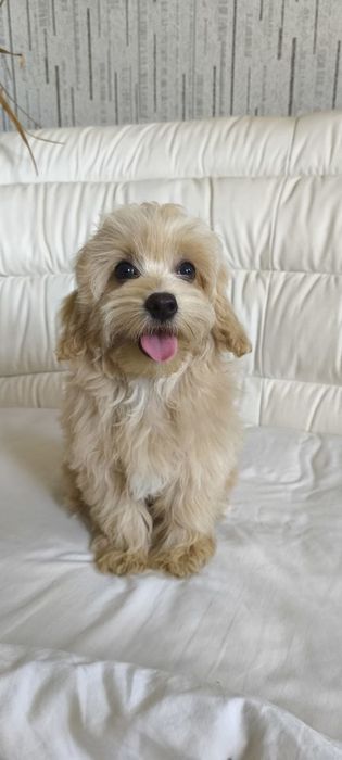 Мальтіпу хлопчик