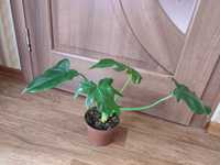 Філодендрон Селло, доросла рослина.