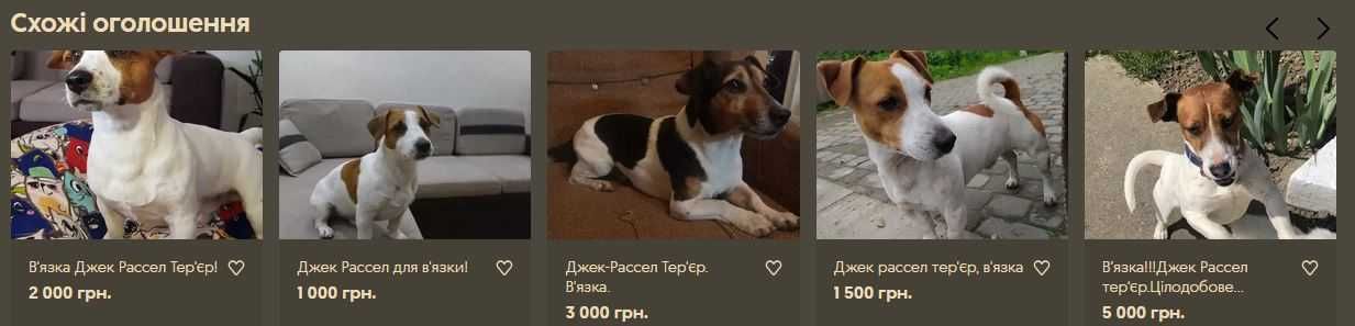 Джек-Рассел Тер'єр. В'язка.