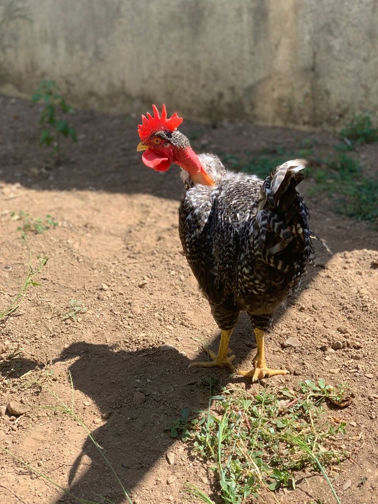 Galo predês pescoço careca