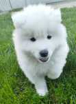 Samojed suczka szczeniak