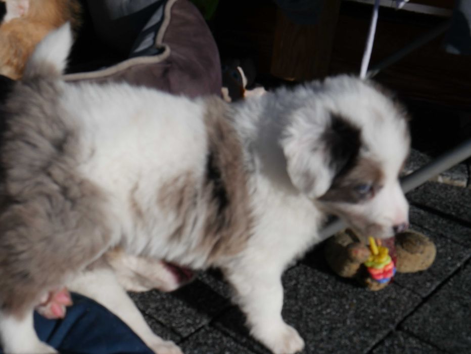 Border collie - Merle Tri Color