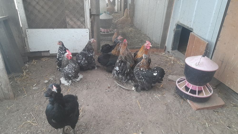 Sprzedam Kogutki Kochiny