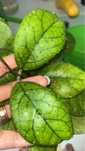 Hoya sp. gbl epc-260, cięta sadzonka