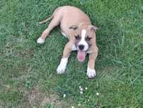 Amstaff suczka ruda