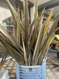 Phormium grandes