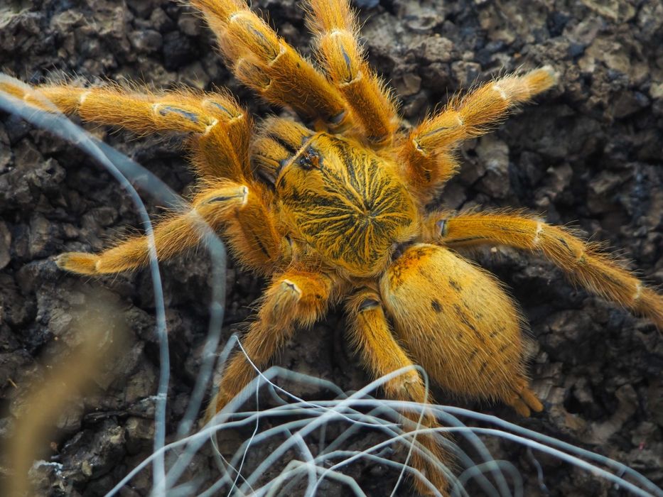 P. Murinus Usambara 3DC samica