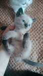 Котята шотландские