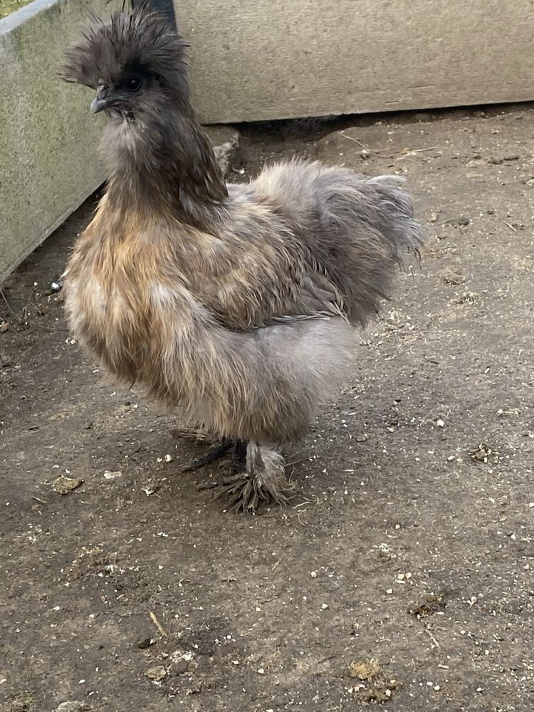 Silki, Bantamki sprzedam