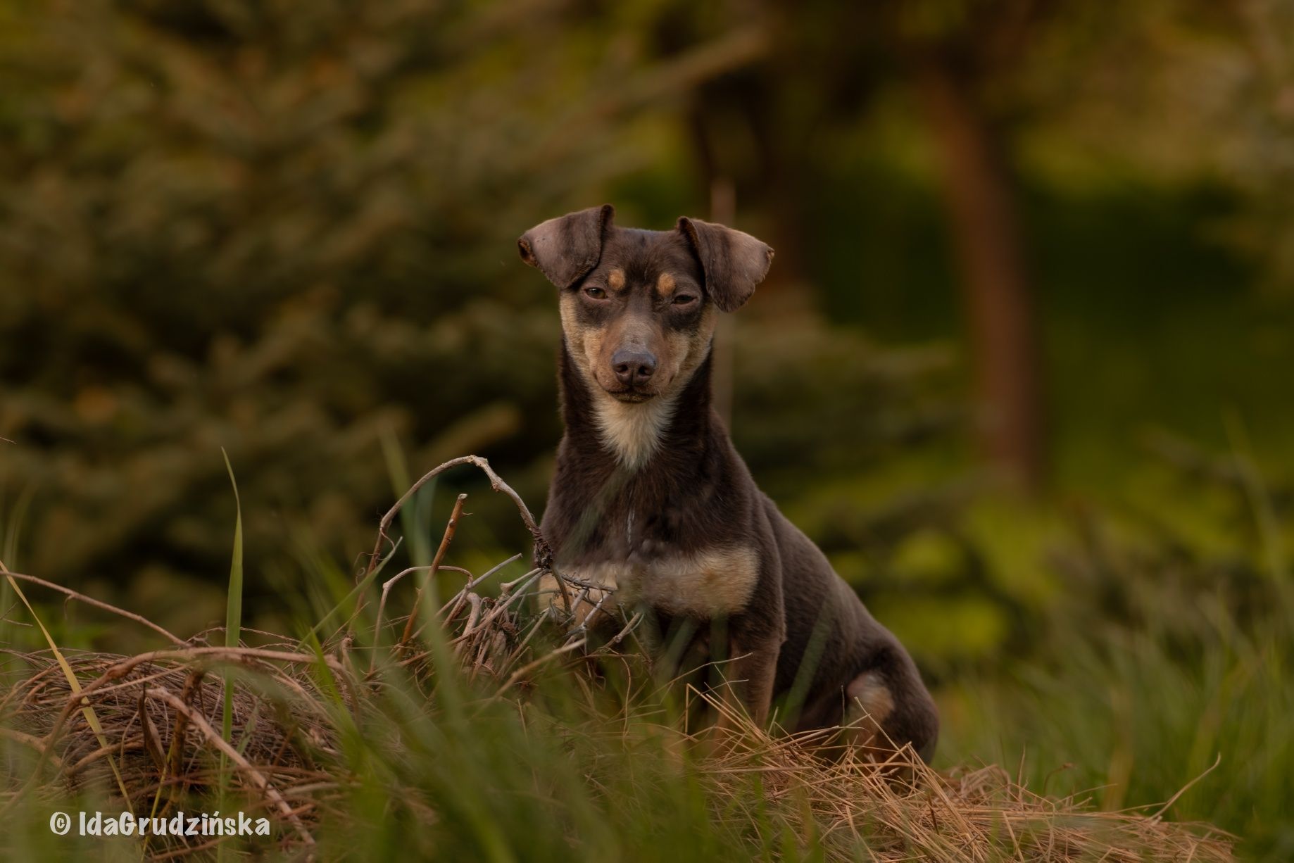 Nietypowy "jamnik" do adopcji